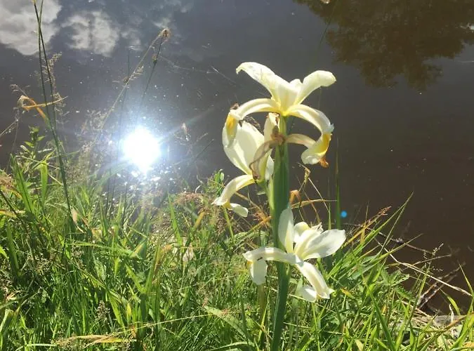 بيت خشبي 83 Bredynki بيسكوبييت